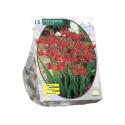 Baltus Crocosmia Lucifer bloembollen per 15 stuks